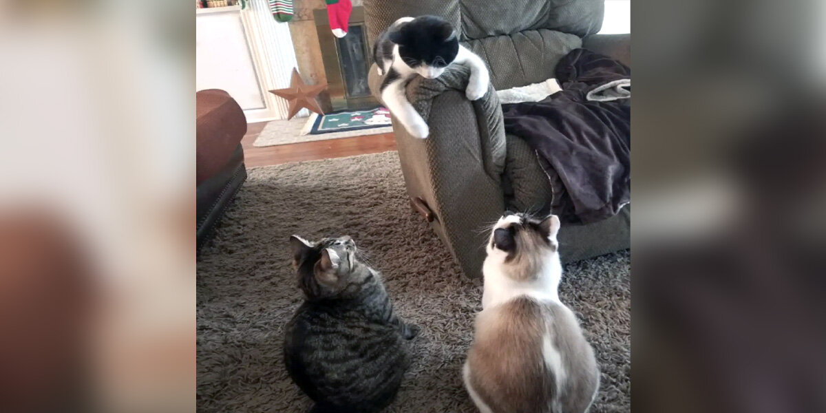 Stray Cat Strolls Through Family's Door — And Teaches Them A Lesson On Love