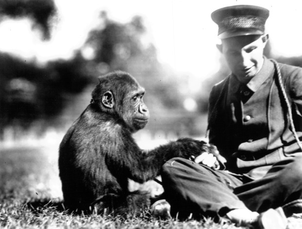 Bushman the gorilla is with a keeper at the Lincoln Park Zoo in an undated photo. Bushman lived from 1930 to 1951. (Chicago Park District)