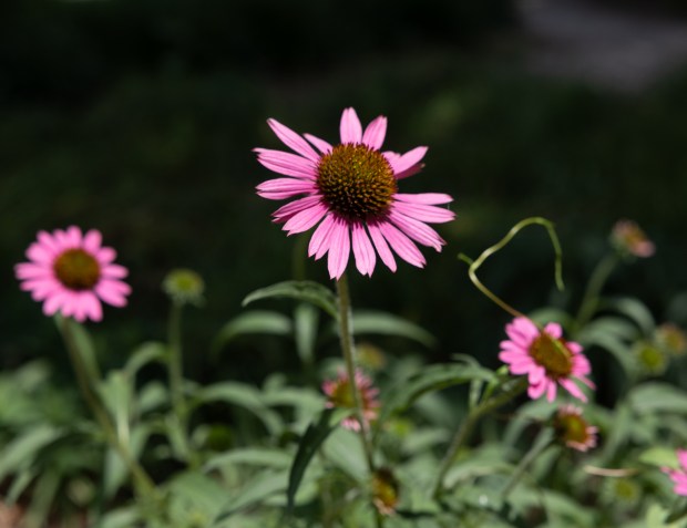 Purple cornflowers, a plant native to Chicago, grow at the...