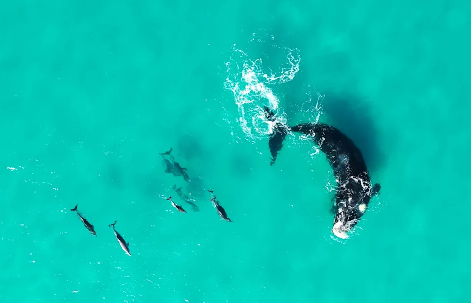A top view of a whale and dolphins swimming in water.