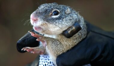 State partnership helping save Franklin's ground squirrel