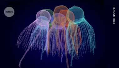 How did life get multicellular? Five simple organisms could have the answer