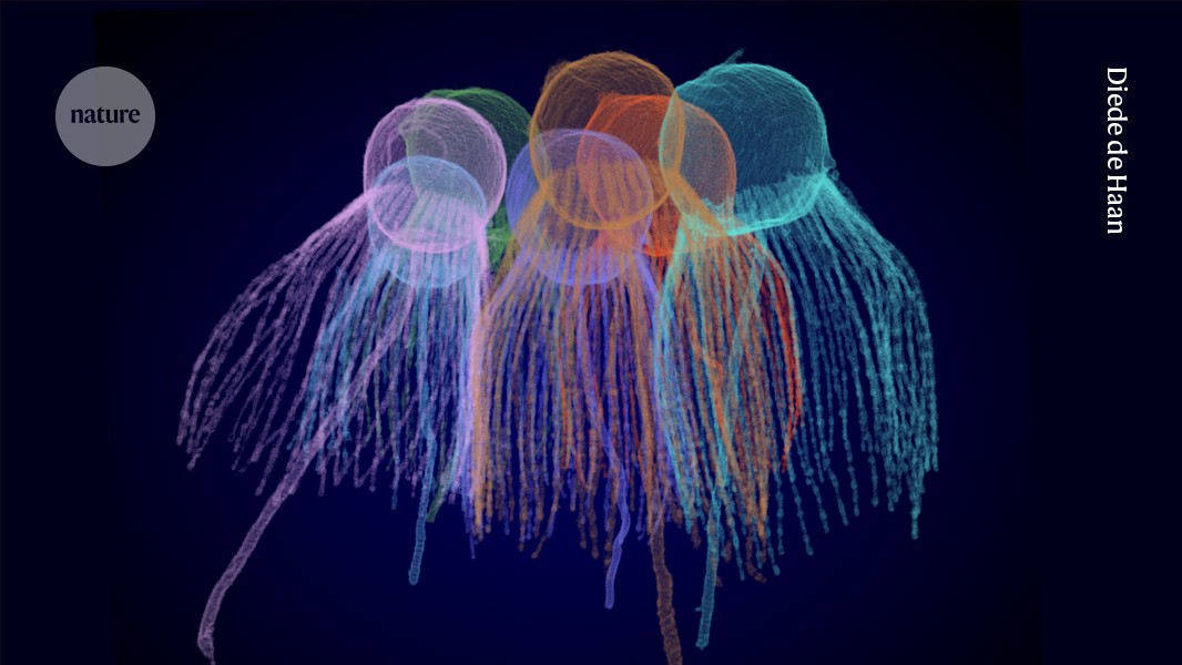 How did life get multicellular? Five simple organisms could have the answer