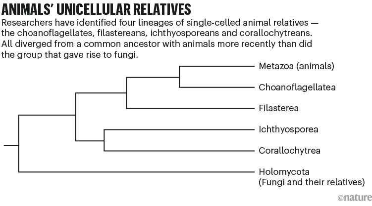 Animals' unicellular relatives. A phylogenetic tree showing the history of four single-cell lineages in relation to animals and fungi.