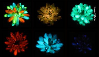 Glow-in-the-dark houseplants shine in rainbow of colours