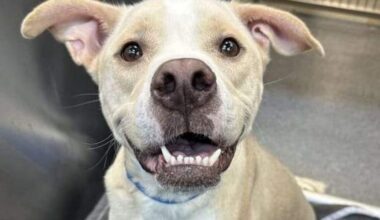 Dallas Animal Services closes intake of animals for 2nd time