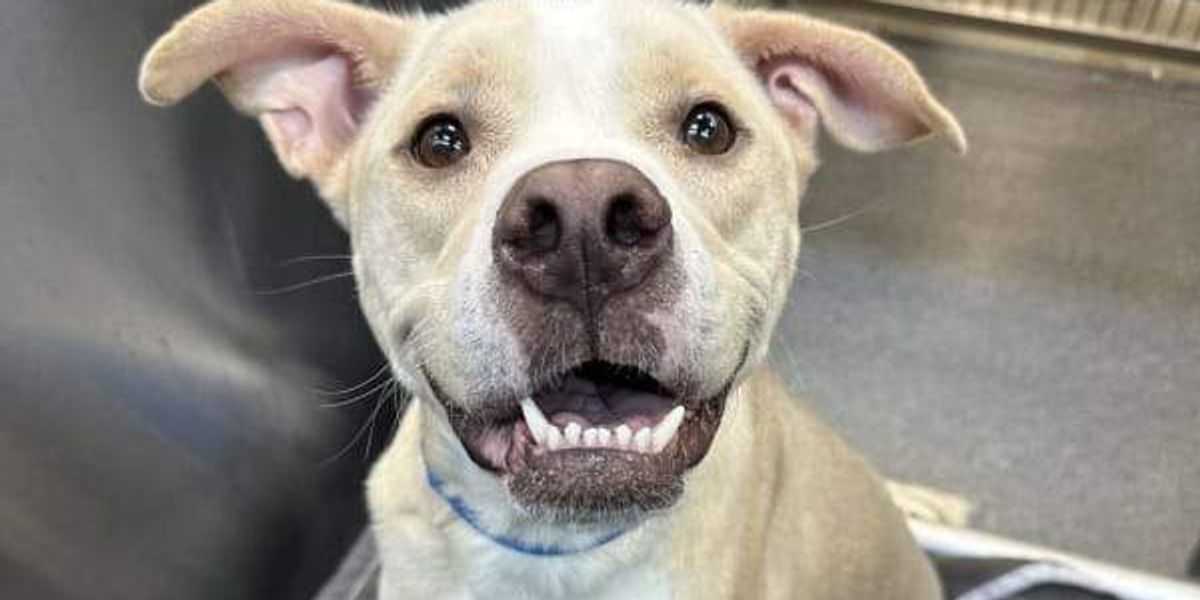 Dallas Animal Services closes intake of animals for 2nd time