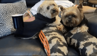 Owner of 2 dogs mauled to death in Chicago suburb recounts attack – NBC Chicago