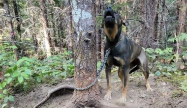 Dog chained to tree in B.C. wildfire zone was only found by her cries for help