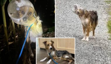 Dog named ‘Dallas Cheddar’ rescued after days with head stuck in cheese ball bucket: video