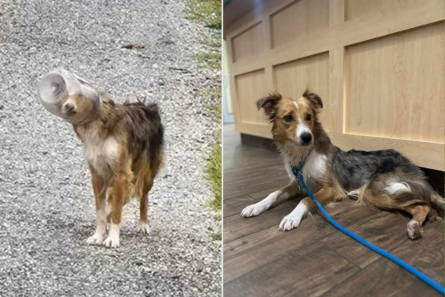 Stray Dog Stuck with Cheese Ball Bucket on Her Head Named ‘Dallas Cheddar’