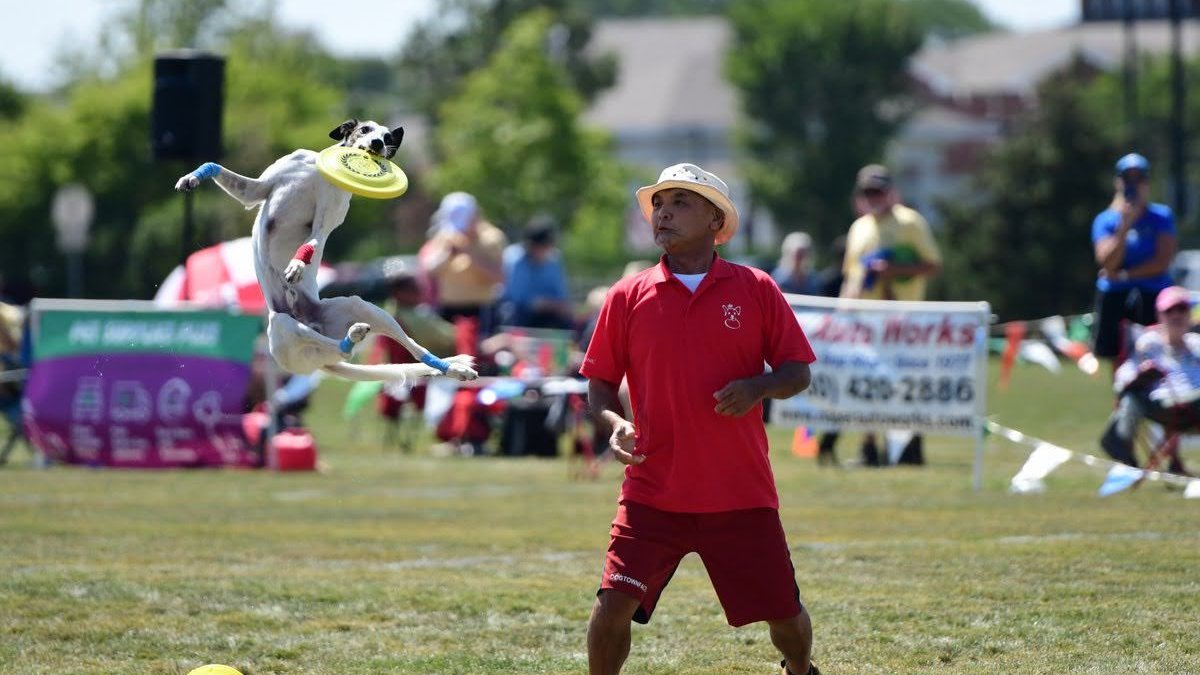 Frisbee Dog World Championship to return to a Chicago suburb – NBC Chicago