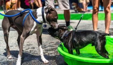 Still plenty of time to get out and enjoy summer events in the Philly area – Delco Times