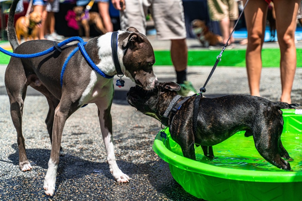 Still plenty of time to get out and enjoy summer events in the Philly area – Delco Times
