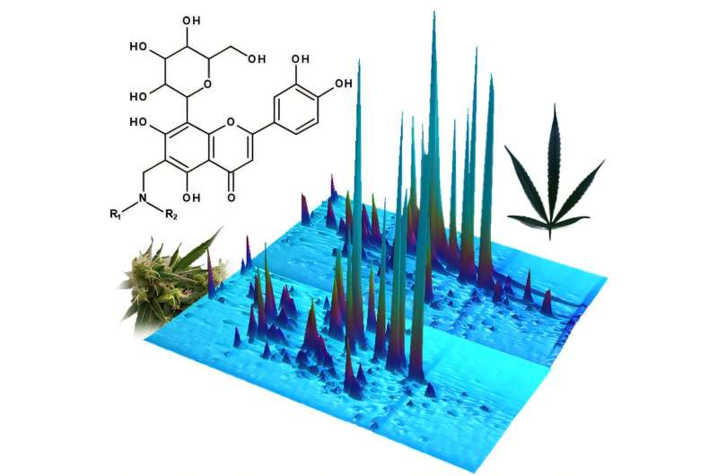 Don't throw away those Cannabis leaves – they're packed with rare compounds