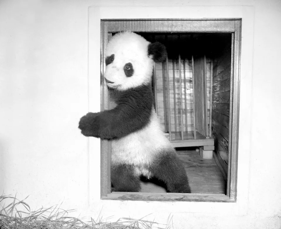 Giant panda peeks through a window, playfully posing with one paw on the frame, inside a wooden enclosure