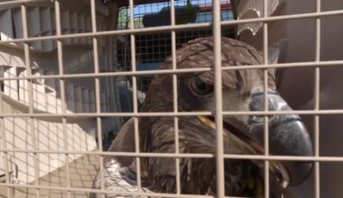 Eaglet in Grandview Heights rescued, recovering after fall from nest