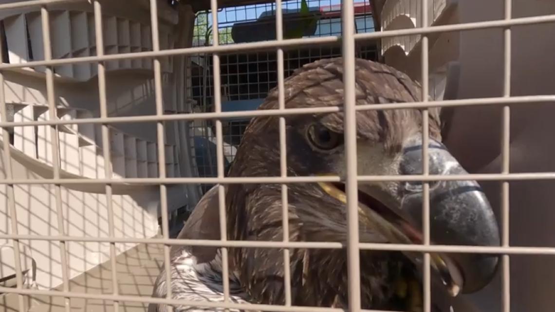 Eaglet in Grandview Heights rescued, recovering after fall from nest