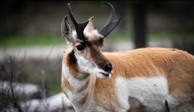 Fastest land animal in North America wows tourists in Yellowstone, Grand Teton