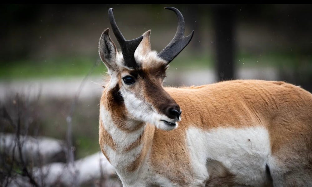 Fastest land animal in North America wows tourists in Yellowstone, Grand Teton