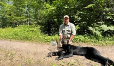Wisconsin authorities freed bear's head from plastic jug on Sunday