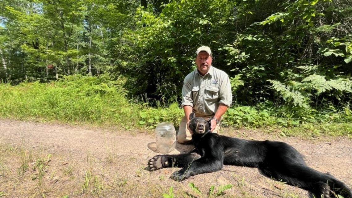 Wisconsin authorities freed bear's head from plastic jug on Sunday