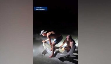 Lemon shark bite sparks safety, wildlife concerns