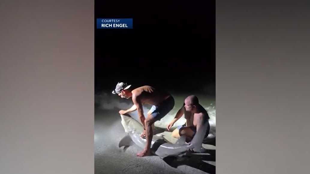 Lemon shark bite sparks safety, wildlife concerns