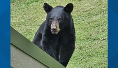 TWRA investigating after someone reportedly fed a bear in West Knoxville