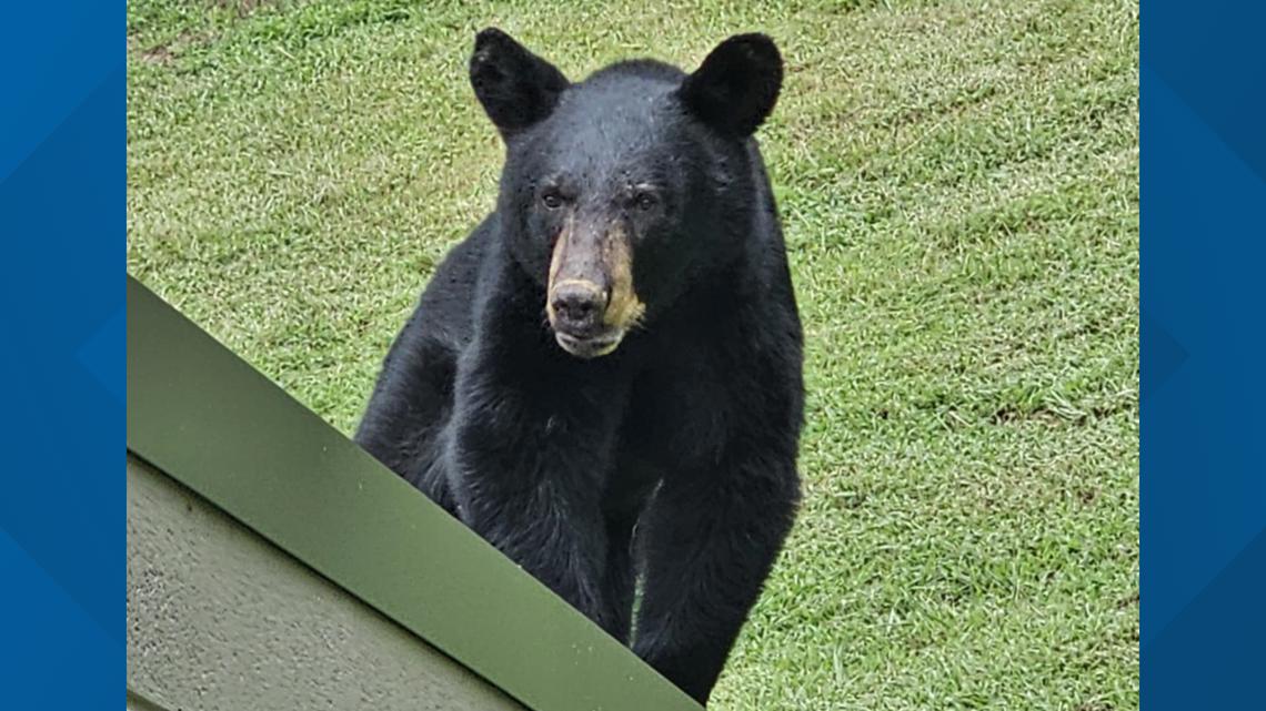 TWRA investigating after someone reportedly fed a bear in West Knoxville