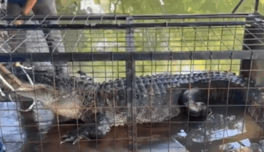 Ten-foot alligator removed from Eagle Mountain Lake – NBC 5 Dallas-Fort Worth