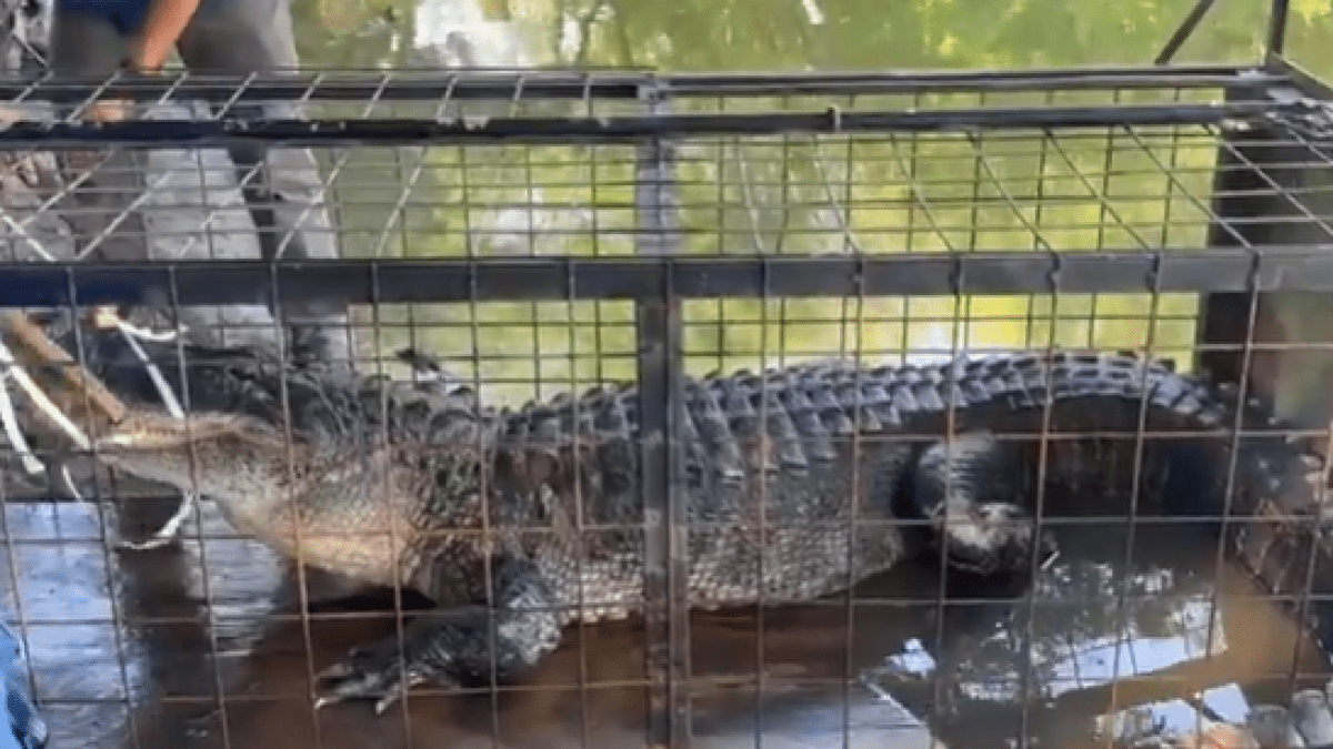 Ten-foot alligator removed from Eagle Mountain Lake – NBC 5 Dallas-Fort Worth