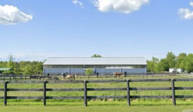 1 horse dead, several injured at Welland, Ont., farm in 'disturbing' animal cruelty, police say