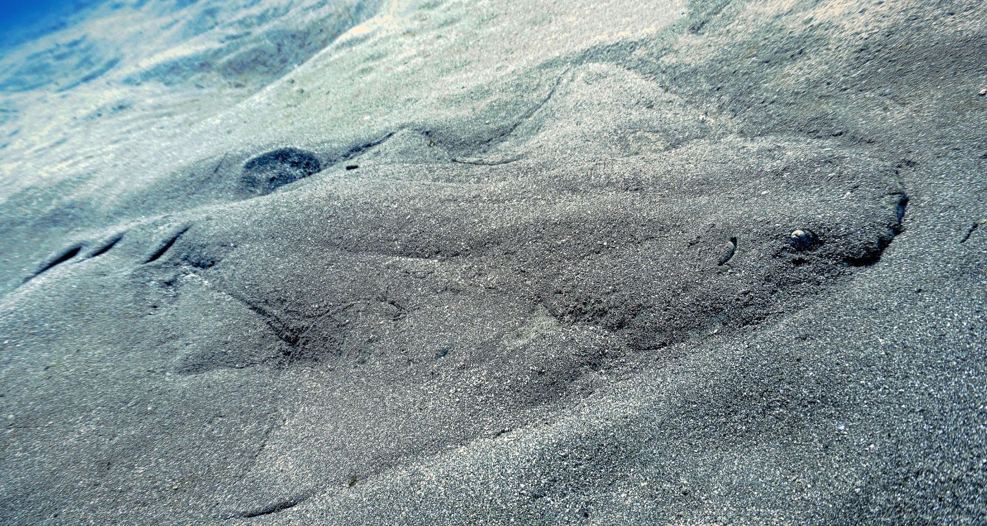 Endangered Angel Shark At The Bottom Sea. Credit Canva (1)