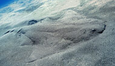 Endangered Angel Shark At The Bottom Sea. Credit Canva (1)