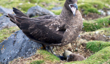 How does genetics help skuas adapt to Antarctica?