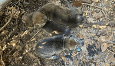 Red wolf population expands with new litters born on NC's Albemarle Peninsula :: WRAL.com