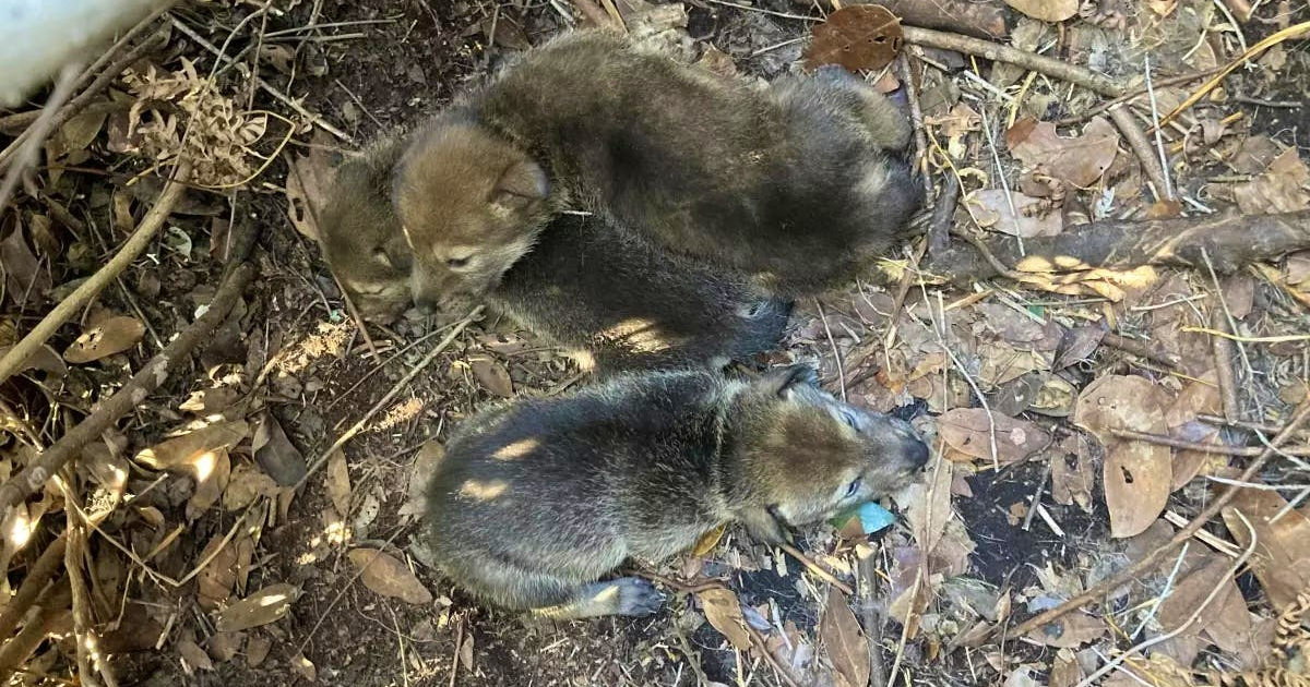 Red wolf population expands with new litters born on NC's Albemarle Peninsula :: WRAL.com