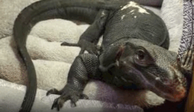 Escaped monitor lizard recaptured after 2 weeks