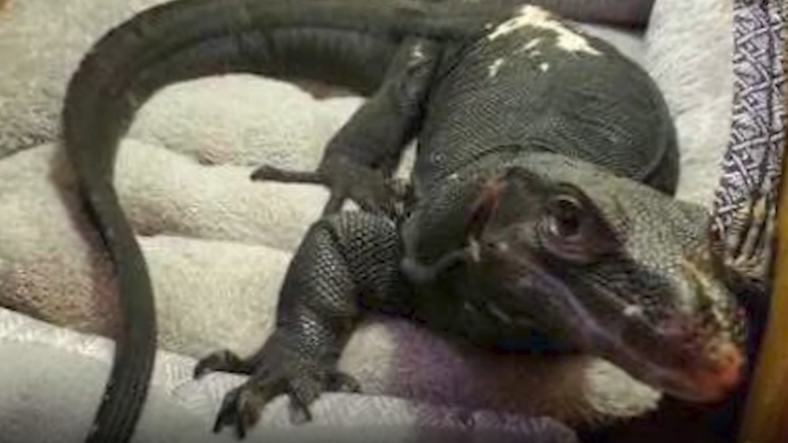 Escaped monitor lizard recaptured after 2 weeks