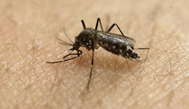 Officials detect West Nile virus in three Rhode Island towns and cities