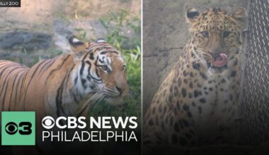 Meet Rory and Rafferty, Philadelphia Zoo’s new big cats