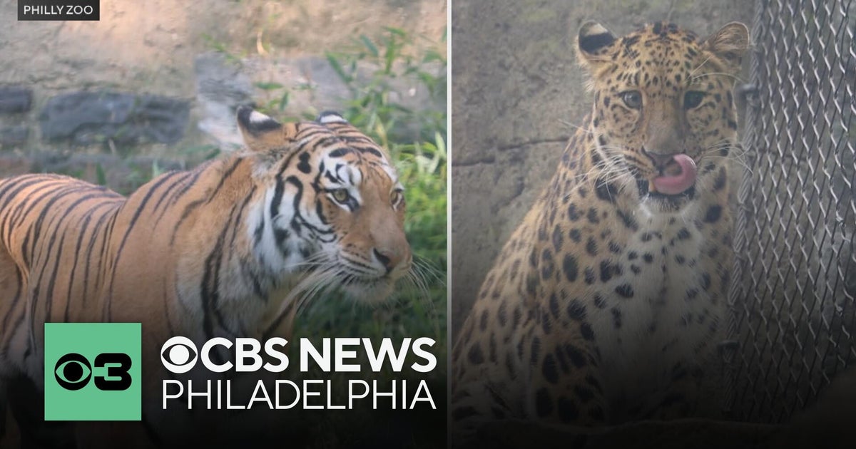 Meet Rory and Rafferty, Philadelphia Zoo’s new big cats