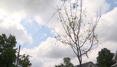City of Toledo working to find out why newly-planted trees in city are dying