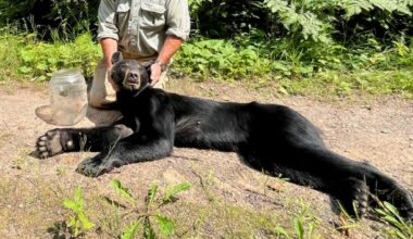 Wisconsin bear with jar stuck on head freed, relocated and released