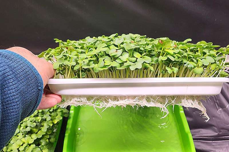 Fine-tuning zinc supplementation, light exposure to boost microgreens’ nutrition