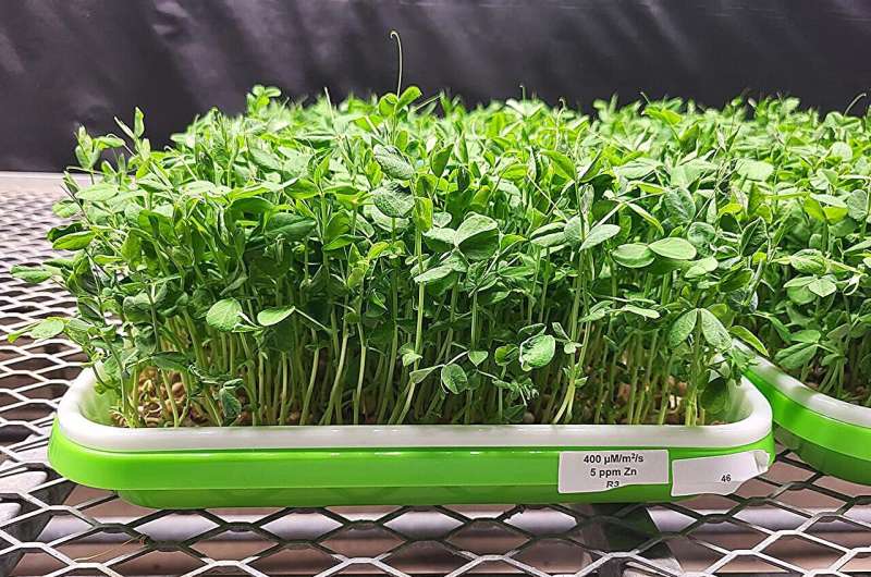 Fine-tuning zinc supplementation, light exposure to boost microgreens’ nutrition