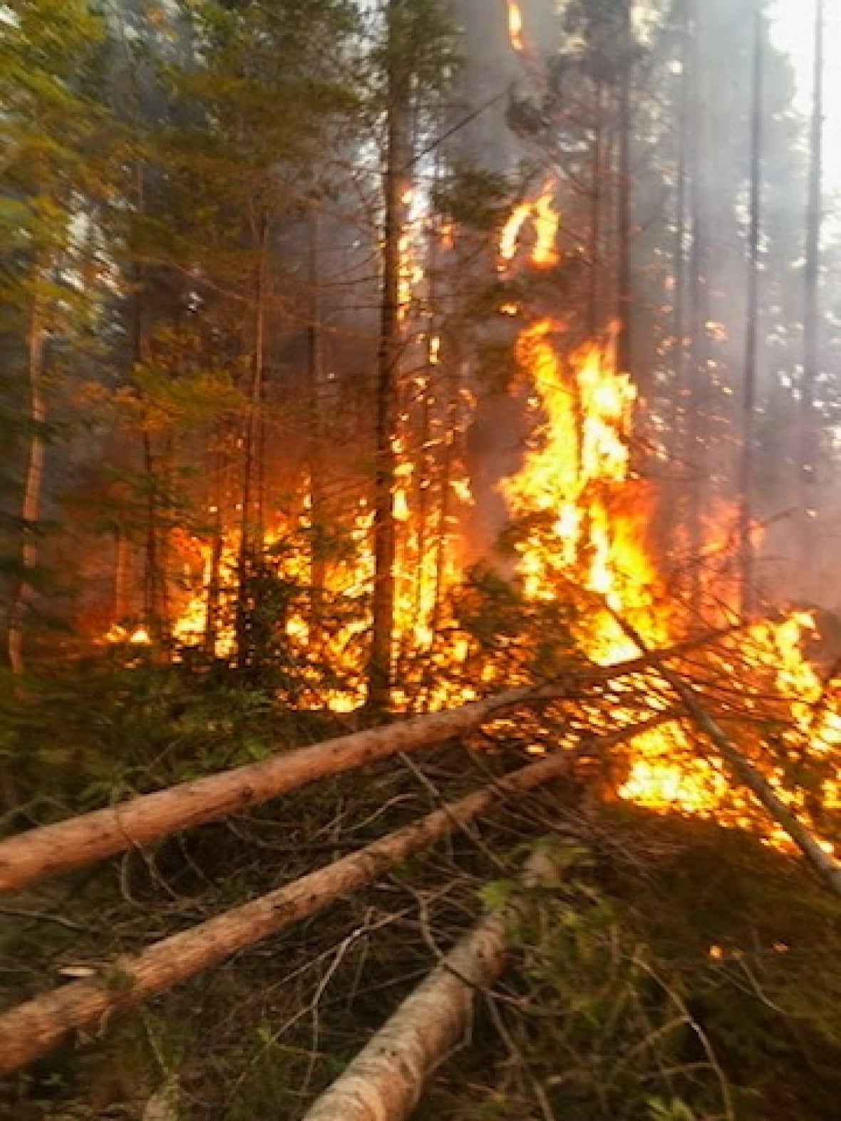 A wildfire in the woods. Flames seen.