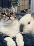 An Injured Bunny Comes To Live With A Lonely Cat — Then They Fall In Love