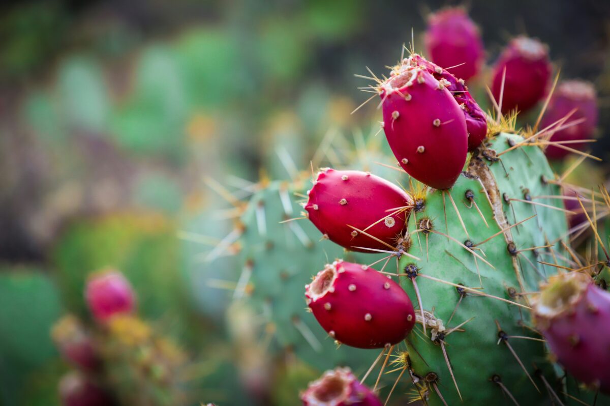 13 Arizona events to check out this weekend (Aug. 22-24)